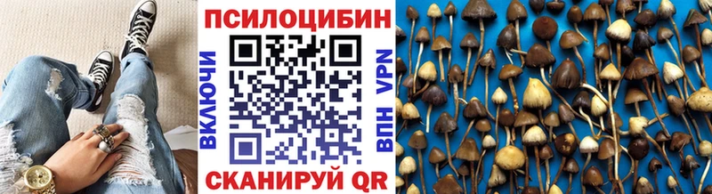 где купить наркоту  блэк спрут как зайти  shop состав  Гаджиево  Галлюциногенные грибы Psilocybe 